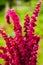 Blooming red amaranth plant close up. Amaranthus caudatus commonly known as blood amaranth, red amaranth, purple amaranth