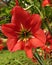 Blooming red amaryllis or Hippeastrum flowers