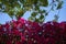 Blooming red blossom and tree