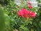 A blooming red Bougenville flowers with green leaves