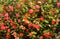 Blooming red camellias tree