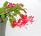 Blooming Red Christmas Cactus (Schlumbergera)