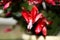 Blooming Red Christmas Cactus (Schlumbergera)