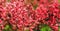 Blooming red coral bells. Beautiful landscape with colorful burgundy flowers. Amazing field of spring or summer plants in