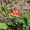 Blooming red dwarf tulip