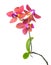 Blooming red flower child orchid isolated