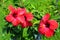 Blooming red flower of China rose, rose of Sharon, hardy hibiscus, rose mallow, Chinese hibiscus, Hawaiian hibiscus or