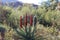 Blooming Red Flowers on a Cape Aloe Hybrid in the Arizona Desert