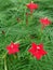 Blooming Red flowers of Cypress Vine o green leaves