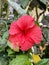 Blooming red flowers have beautiful pollen