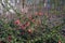 Blooming red flowers young quince Bush Chaenomeles superba. Background