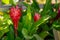 Blooming red ginger, Alpinia purpurata. red flower head in a green garden. flower background for decoration. Close up