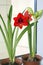 Blooming red hippeastrum on window sill