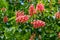 Blooming red horse-chestnut Aesculus Ã— carnea