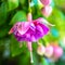 Blooming red and lilac fuchsia flower on green background, `Kath