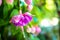 Blooming red and lilac fuchsia flower on green background, `Kath