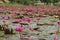 Blooming red lotus in a mangrove, wetland