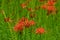 blooming red lycoris radiata