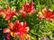 Blooming red nankeen lily flower