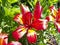 Blooming red nankeen lily flower