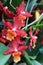 Blooming Red and Orange Oncidium Orchid Flowers