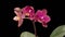 Blooming Red Orchid Phalaenopsis Flower