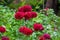 Blooming red Peony Poppies in summer garden