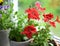 Blooming red petunia flowers in pot on window sill