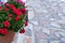 Blooming red and pink color geranium plant in ceramic pot close up view, paved street background