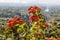 Blooming red Poinsettia tree or Euphorbia Pulcherrima