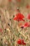 Blooming red poppies in a meadow of barley