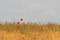 Blooming red poppies in a meadow of barley