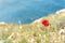 Blooming red poppy on the edge of the cliff with sea backdrop. Natural background. Copy space