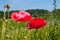 Blooming Red Poppy flower close up, colorful and vivid plant, natural background