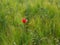 Blooming red poppy grows in the field of ripening wheat