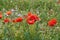 A blooming red poppy surrounded by wildflowers