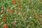 A blooming red poppy surrounded by wildflowers