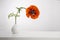 Blooming red poppy in a white vase in a white minimalistic interior