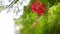 Blooming red Rangoon Creeper flowers branch in the wind and sunlight in tropical garden on bokeh natural background