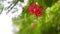 Blooming red Rangoon Creeper flowers branch in the wind and sunlight in tropical garden on bokeh natural background