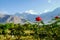 Blooming red rose against landscape view of Karakoram mountain range. Gilgit Baltistan, Pakistan.