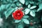 Blooming red rose. Beautiful flower in a mystical garden on a mysterious fairy-tale flower background, fantasy nature dreamy eveni