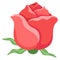 Blooming red rose. Decorative botany. Floral element