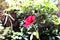 Blooming Red Rose In The Garden