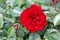 Blooming red rose next to small rose bud on green leaves background