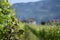 Blooming red roses with blurred vineyards in background