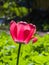 Blooming red tulip backlighted with bokeh background close-up, selective focus, shallow DOF