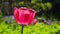 Blooming red tulip backlighted with bokeh background close-up, selective focus, shallow DOF