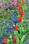 Blooming red tulips with grape hyacinths in spring