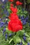 Blooming red tulips with grape hyacinths in spring